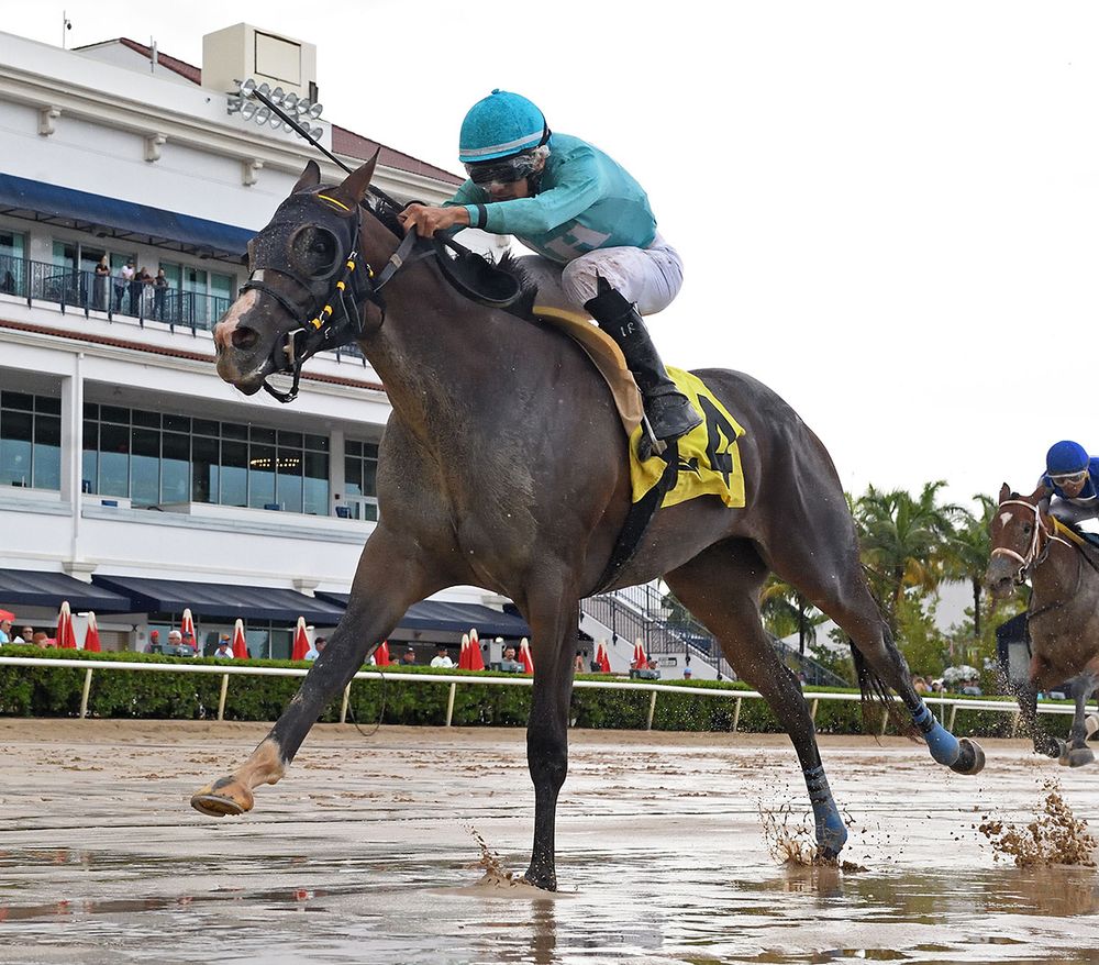 Florida-bred Willow Case, a bay Florida-bred racehorse, and jockey Leonel Reyes stretch out in a gallop over a sloppy and sealed track at Gulfstream Park. Together, they outpaced their incoming competition to score the 2025 Sharp Susan. (Photo: ©Ryan Thompson) 