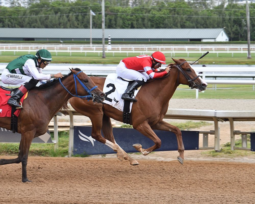 Fourth and Central, chestnut gelding Florida-bred racehorse with chrome, and jockey Marcos Meneses, gallop ahead of incoming competition on Fourth and Central’s flank at Gulfstream Park. Dressed in red and white silks and a white “2” saddle pad, the pair outpaced their competition to score the maiden special weight on May 31, 2025. (Photo: ©Lauren King)