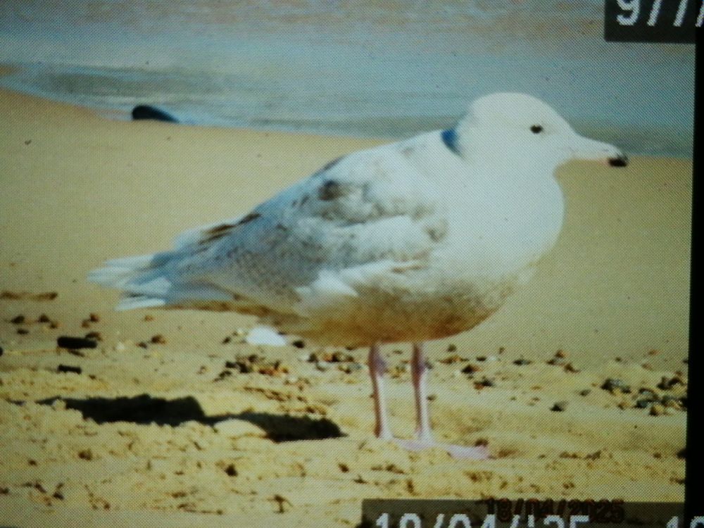 Glaucous gull Waxham