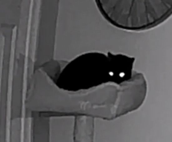 Black cat with glowing eyes