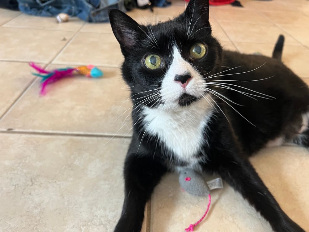 A senior short haired tuxedo cat lying on tile floor looks right into the camera with big golden eyes. 