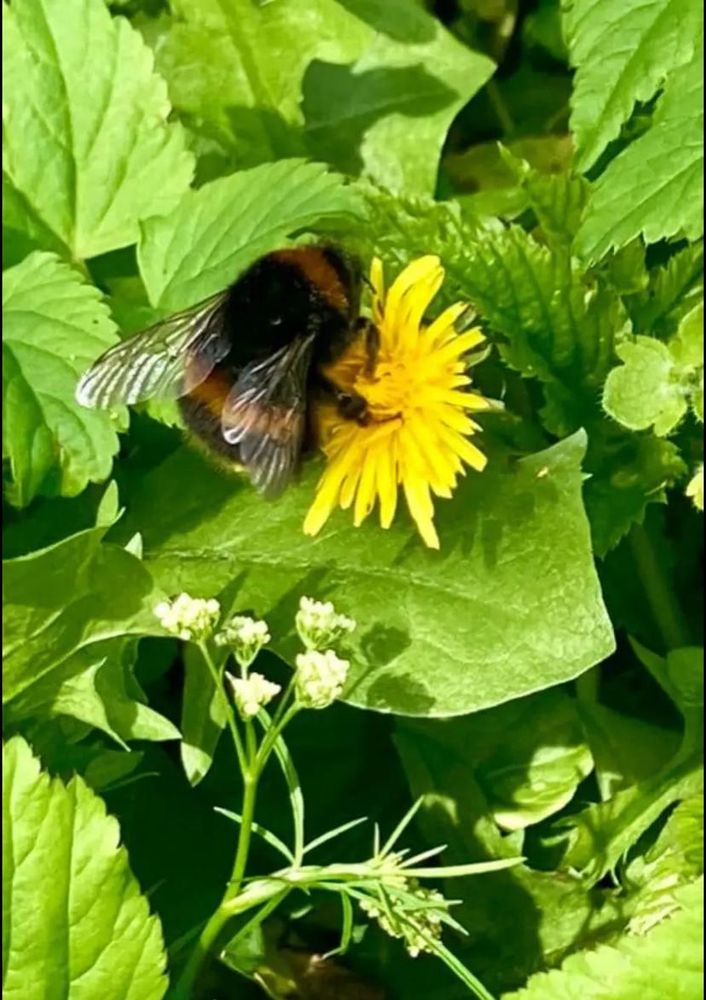 Buff tailed bumblebee feeding on a yellow dandelion head 