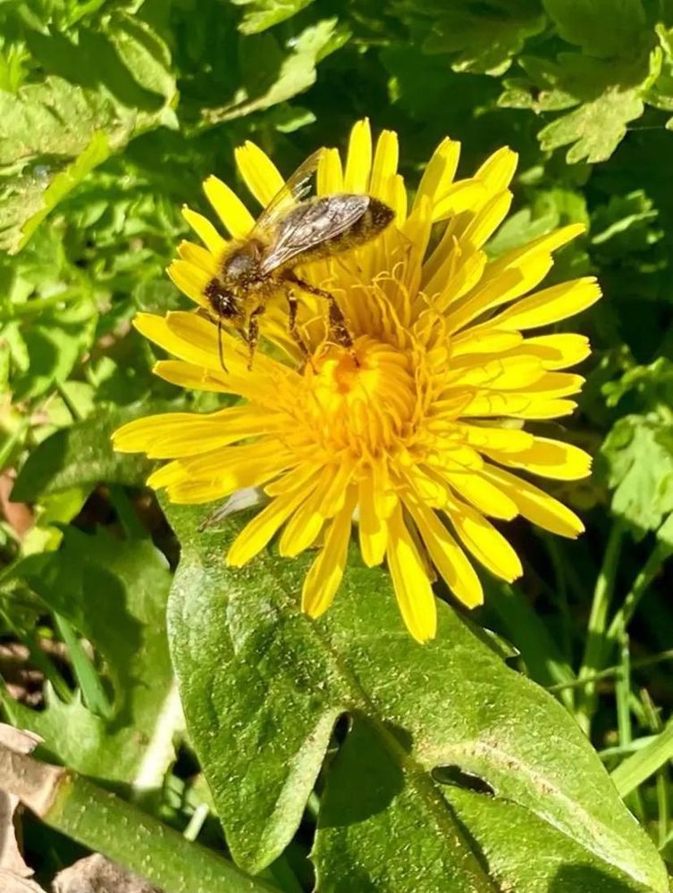 A honey bee feeding from a yellow dandelion flower. 
