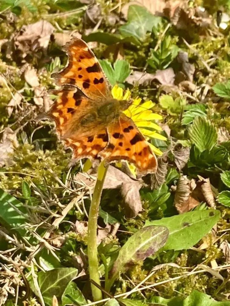 Comma butterfly feeding on a dandelion flower head. 