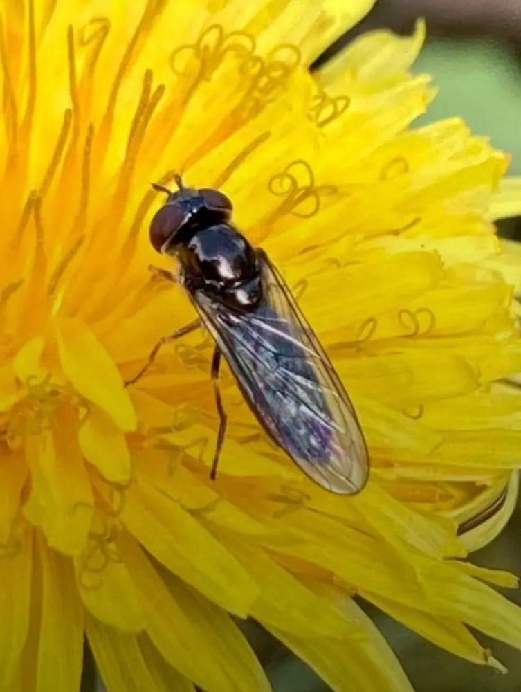 Hover fly with glistening Jody and folded wings feeding on a dandelion 