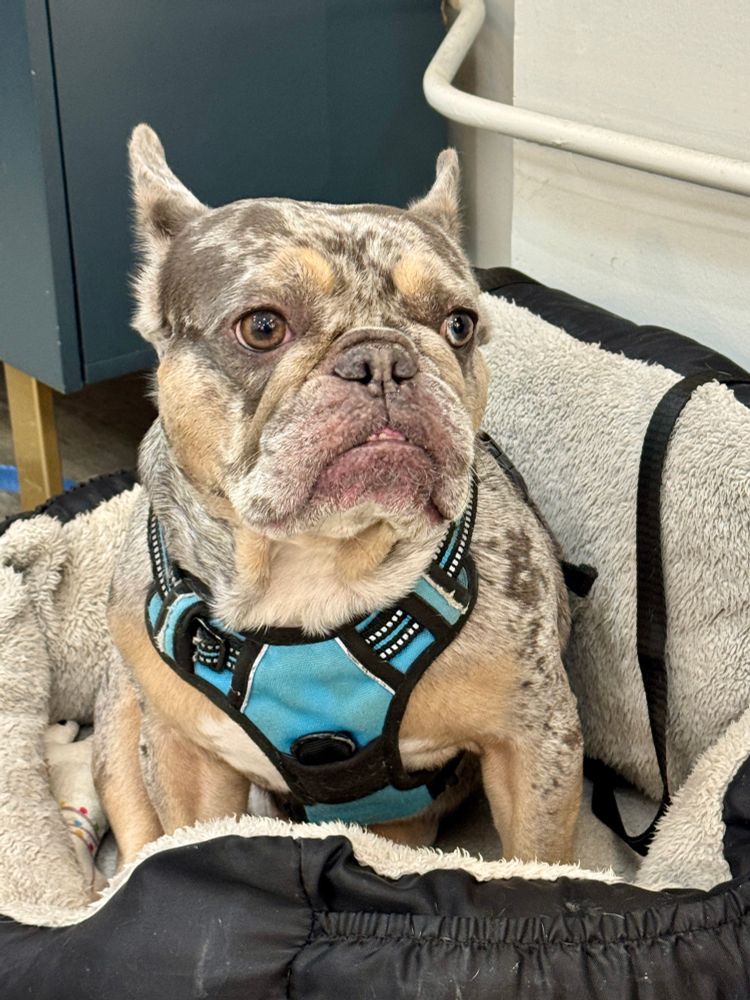 Archie a dog in his bed