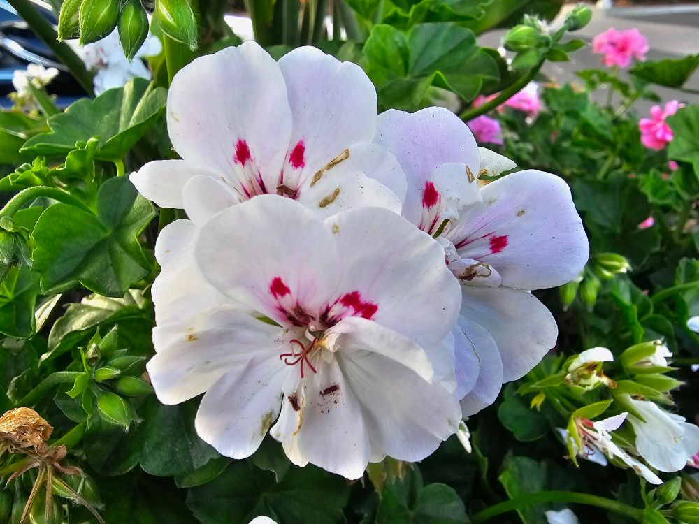 White flowers with pink inside and surrounded by green leaves. Taken in California.
