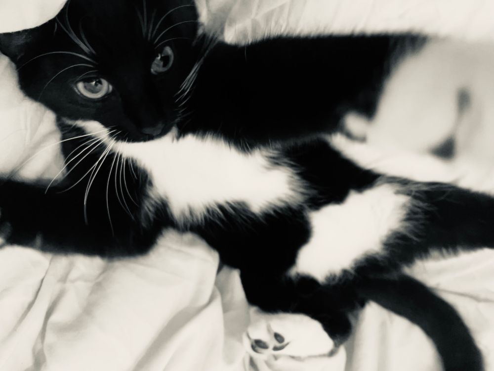 Black and white photo of a black kitten with one paw raised to camera