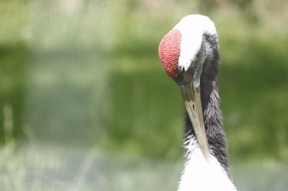 Possibly a heron, just it’s neck and head with a red crest and long beak.