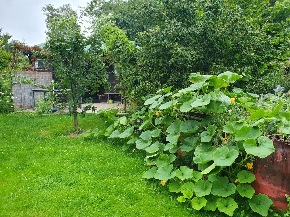 Kürbis überwuchert ein Hochbeet, breitet sich auf Rasenfläche aus und strebt Richtung Gartenhaus.