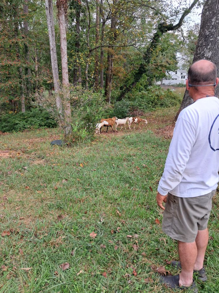 A man in a white shirt and gray shorts watches two sheep in a yard.