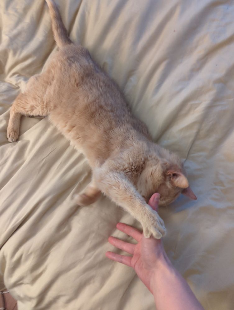 Xander, a beige tabby, is lying on a beige comforter, pulling my hand to his face for scritches