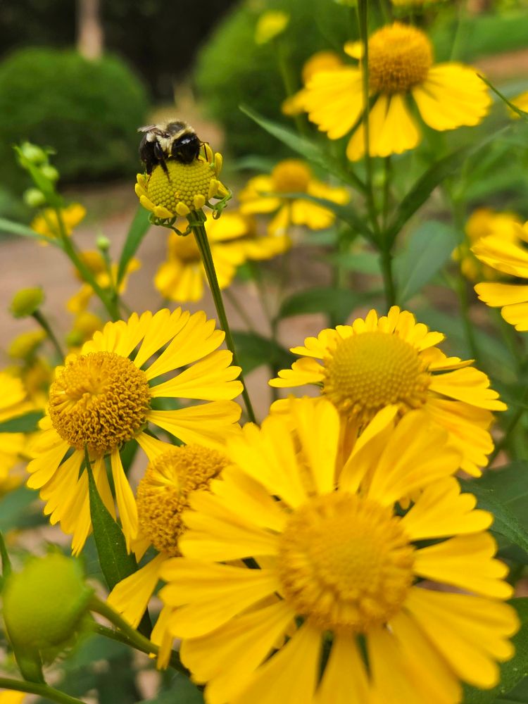 A small fuzzy bee resting on a bud of helenium autumnale. It's the perfect size for them. There are bright yellow blooms in the foreground and background 
