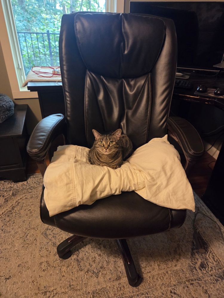 A small tabby cat on a large office chair