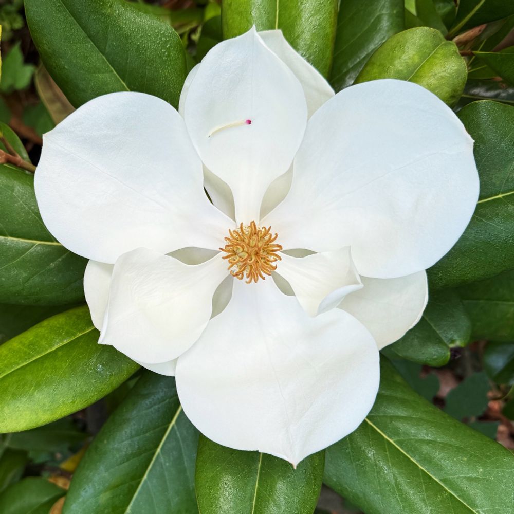 An open magnolia blossom. A single stamen has fallen onto a white petal at the top of the image. The surrounding dark green leaves have water droplets from a passing rain shower.