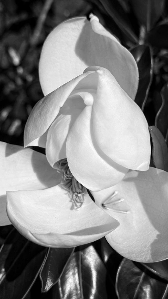 A black & white image of an opening magnolia blossom. The large outer petals have fully opened, while the inner petals are still curled around the central stamen cluster. A few individual stamen have fallen onto the open petals on the bottom.