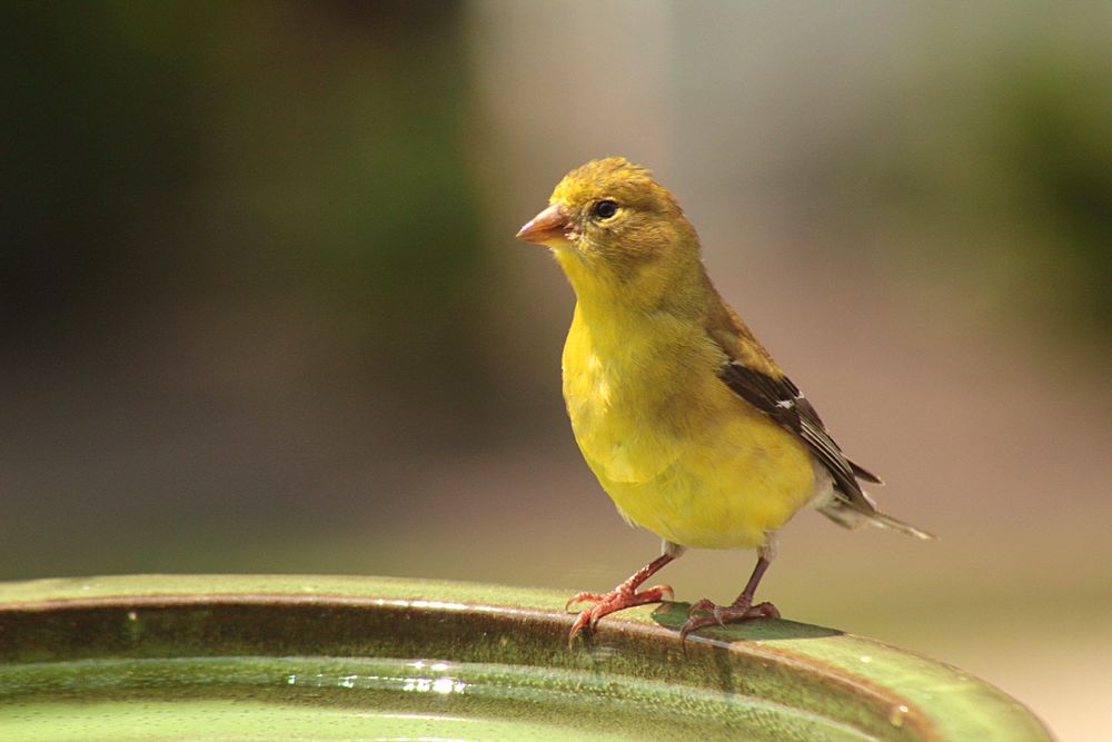 A female American Goldfinch stops by for a drink on a blistering hot afternoon.