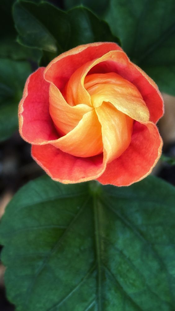 An orange and yellow hibiscus bloom is beginning to unfurl, making an interesting pattern.