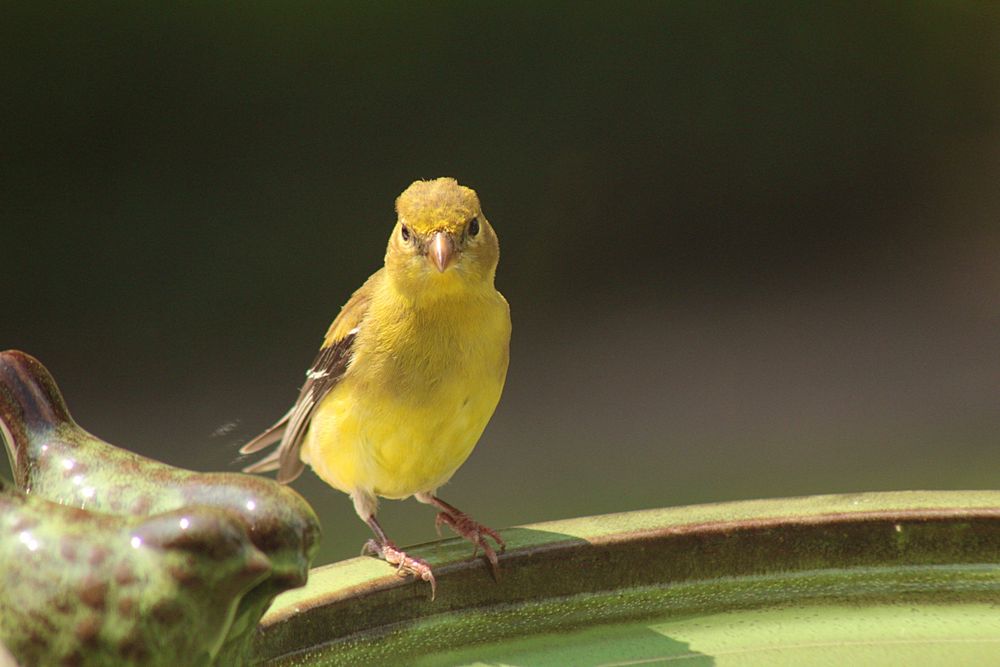 A female American Goldfinch stops by for a drink on a blistering hot afternoon.