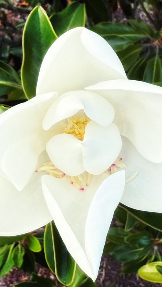 A partially opened magnolia blossom. The outer petals are nearly completely opened, while the inner petals have only begun to open. The central stamen cluster is partially visible and a few individual stamen have fallen onto the lower petals.