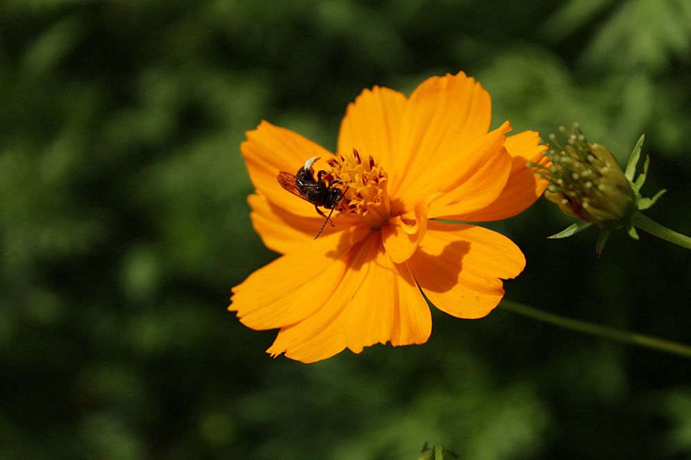 Sulfur Cosmos w/Longhorn Bee