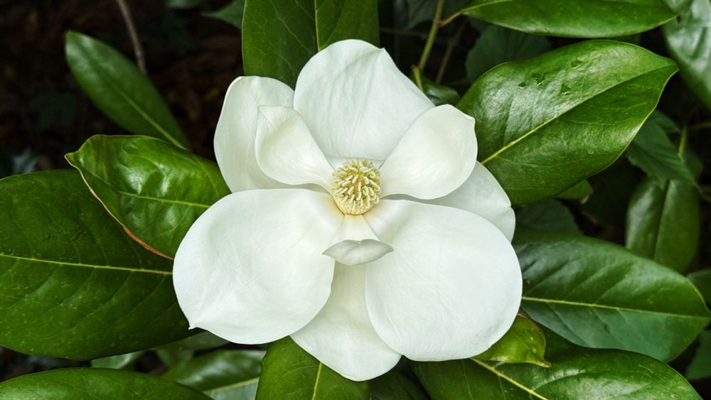 A magnolia blossom, surrounded by dark green leaves, in soft light.
