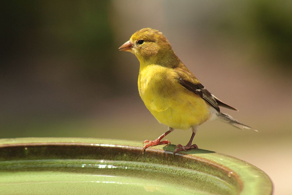 A female American Goldfinch stops by for a drink on a blistering hot afternoon.