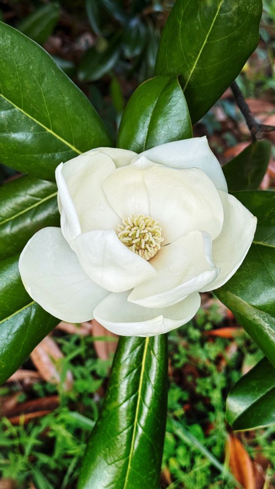 A magnolia blossom, surrounded by dark green leaves in soft light.