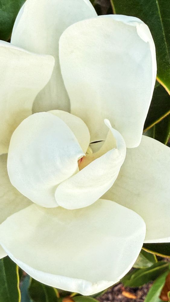A magnolia blossom. The outer petals are almost fully opened, while the inner petals have only slightly opened.