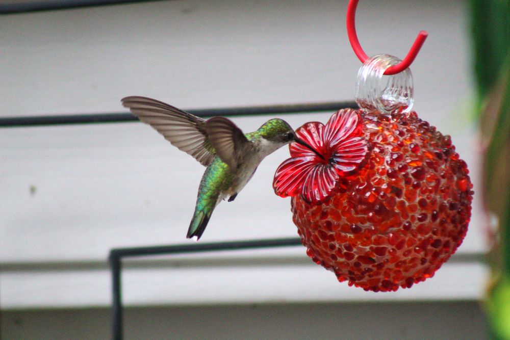 A female Ruby-Throated hummingbird taking nectar from a red ball-shaped feeder.