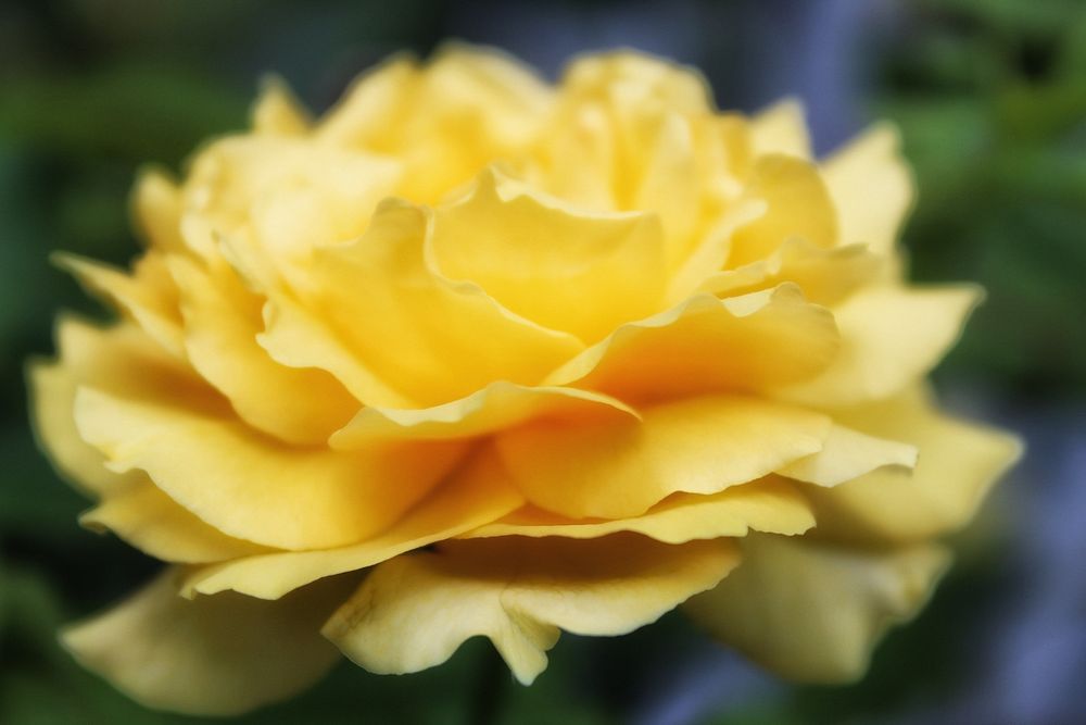 A closeup image of a yellow rose, viewed from the side.