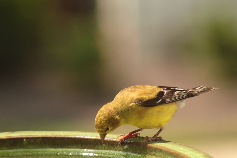 A female American Goldfinch stops by for a drink on a blistering hot afternoon.