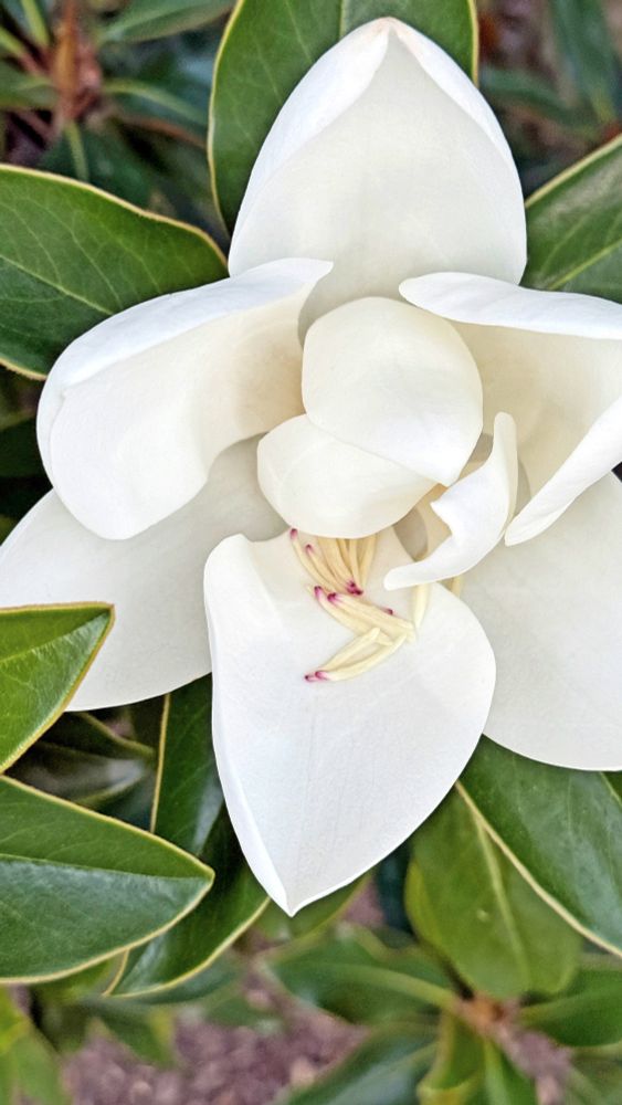 A magnolia blossom. The inner petals have not yet fully opened. A few stamen have fallen onto a lower petal.