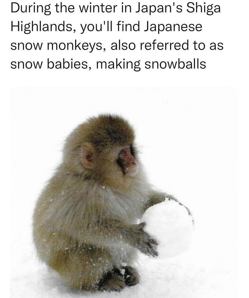 Japanese monkey holding a snowball that it made.