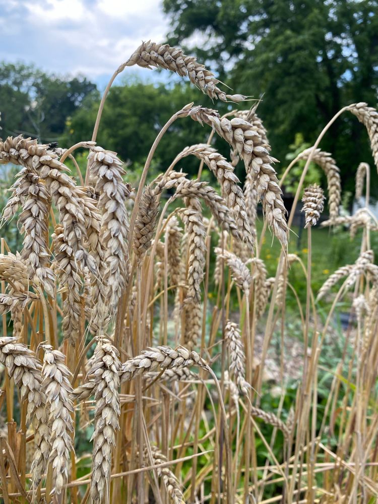 Ripe wheat stalks