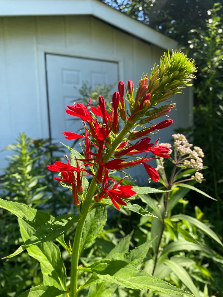 Cardinal flower (Lobelia cardinalis) beginning to flower. A Joepye (Eutrochium maculatum) grows buds in the background.