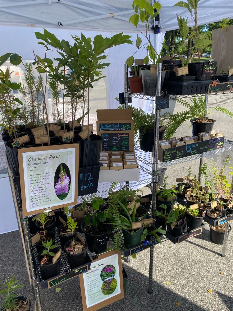 Farmers market display of plants & heirloom seeds