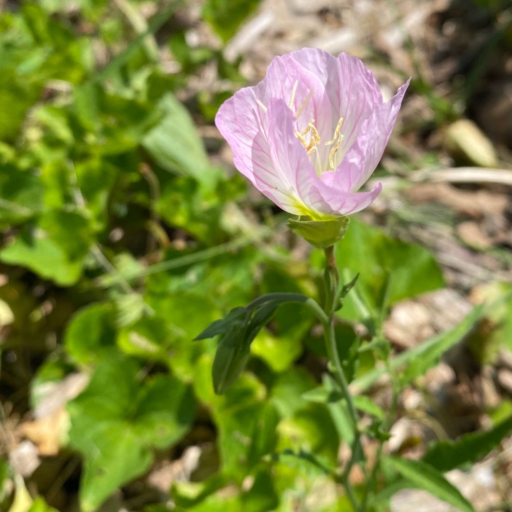 Native Pink Primrose in bloom. Pink petals fade to white in the center with fuchsia veins