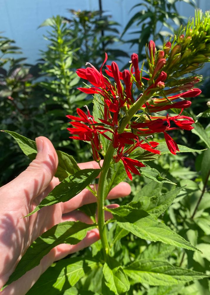 Large Cardinal flower with a hand to show scale