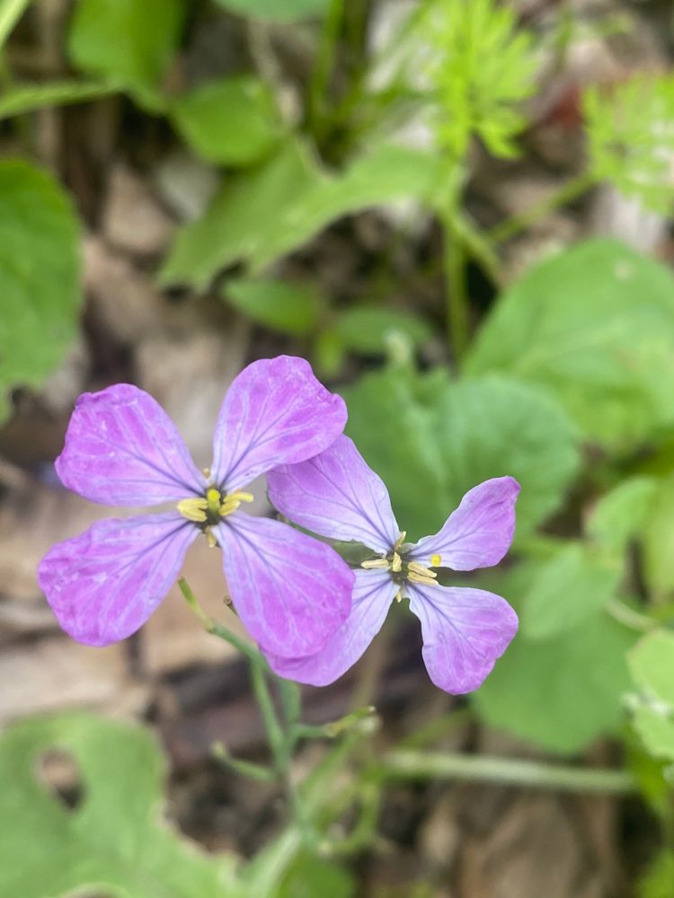 Radish plant flowers. They come in pinks, whites & purples