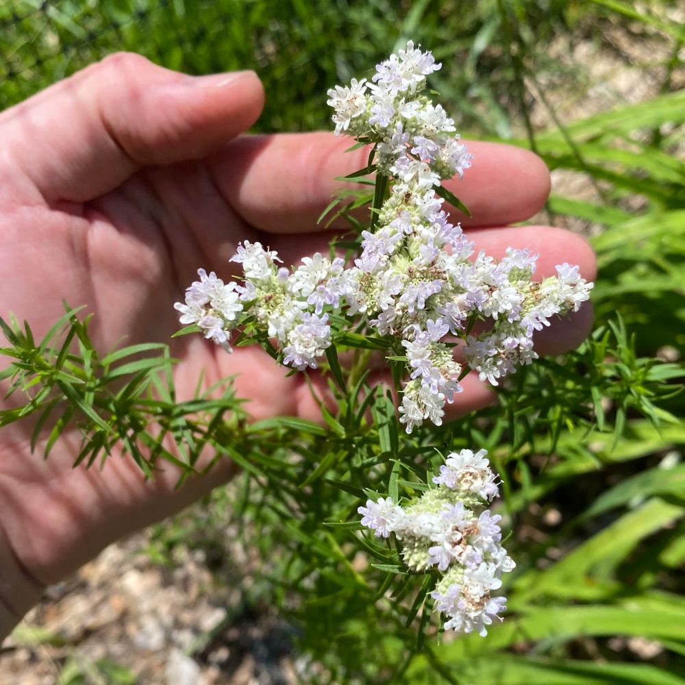 Native Slender Mountain Mint in bloom. Fine & fragrant leaves topped with cloud like flowers of pale pink & white