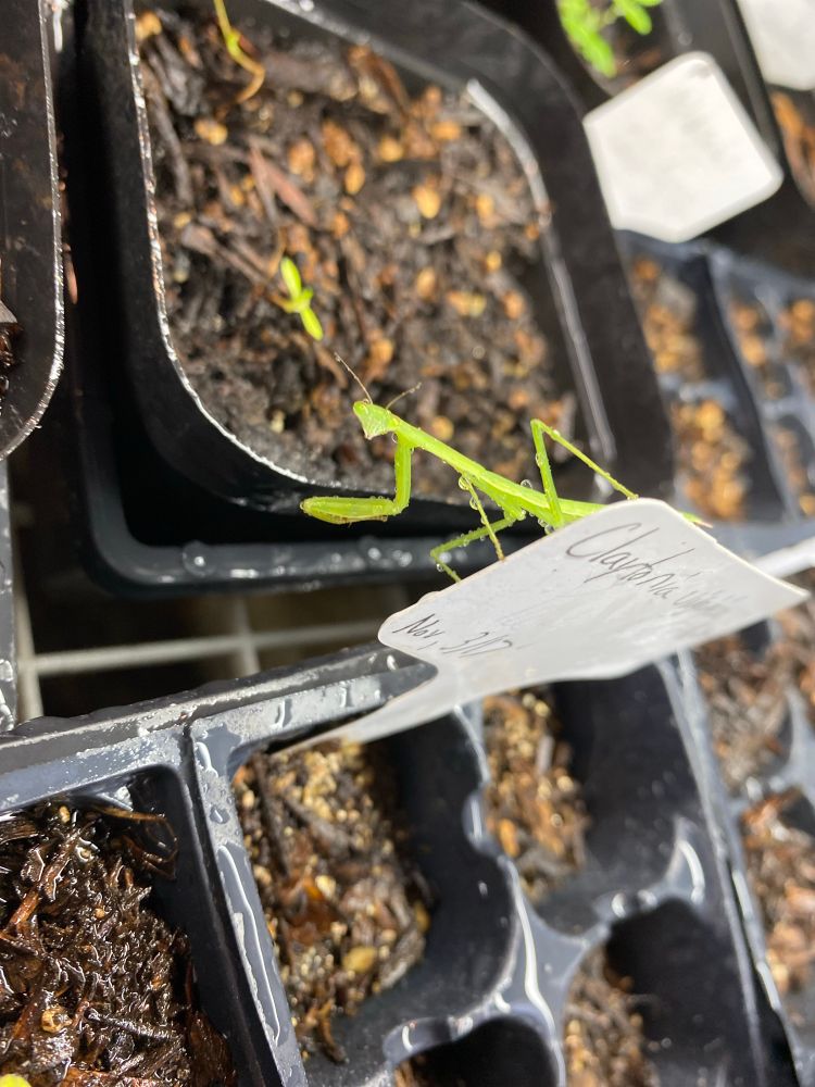 Praying mantis perched on an id tag in the plant nursery