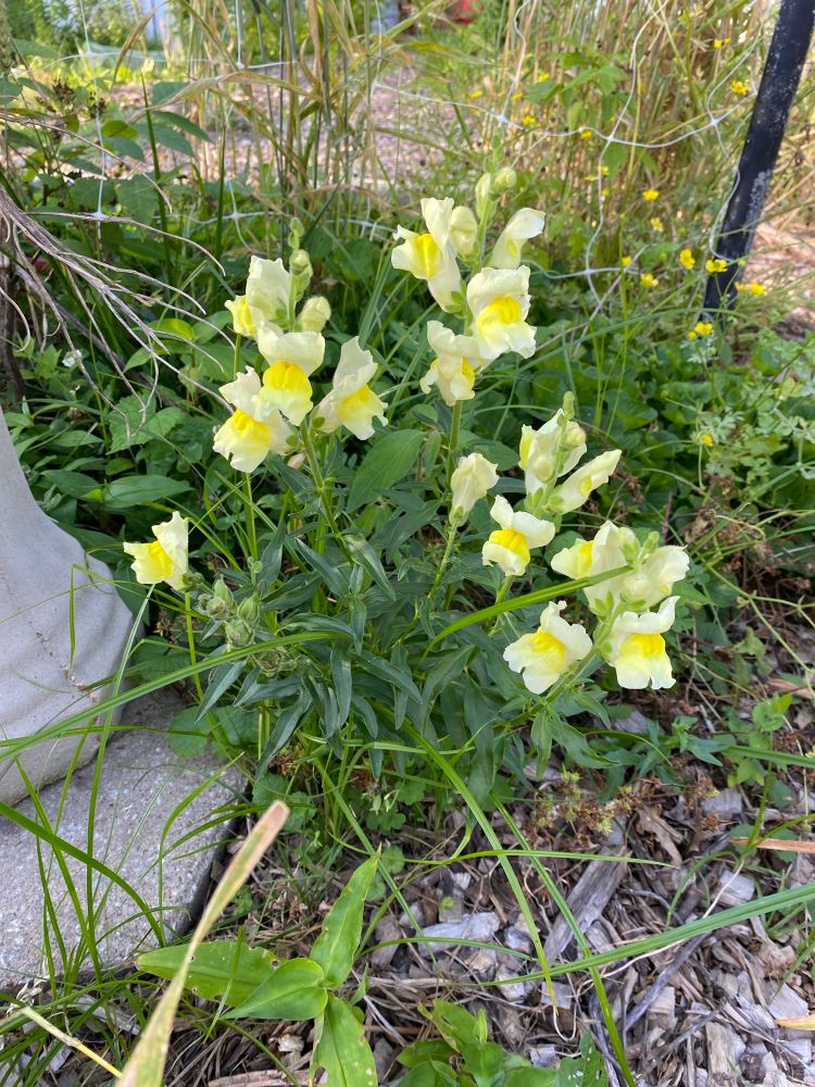 Snapdragons in bloom