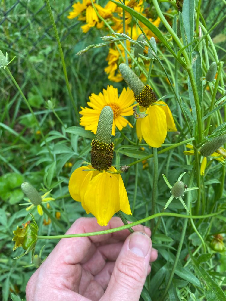 Upright Prairie coneflower, taking over the border as coreopsis sunsets