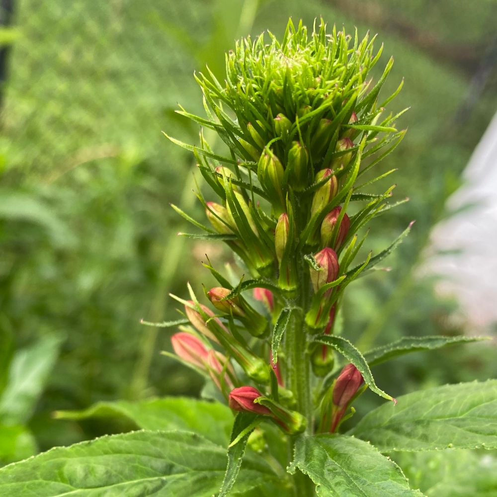 Red buds of native cardinal flower getting ready to open