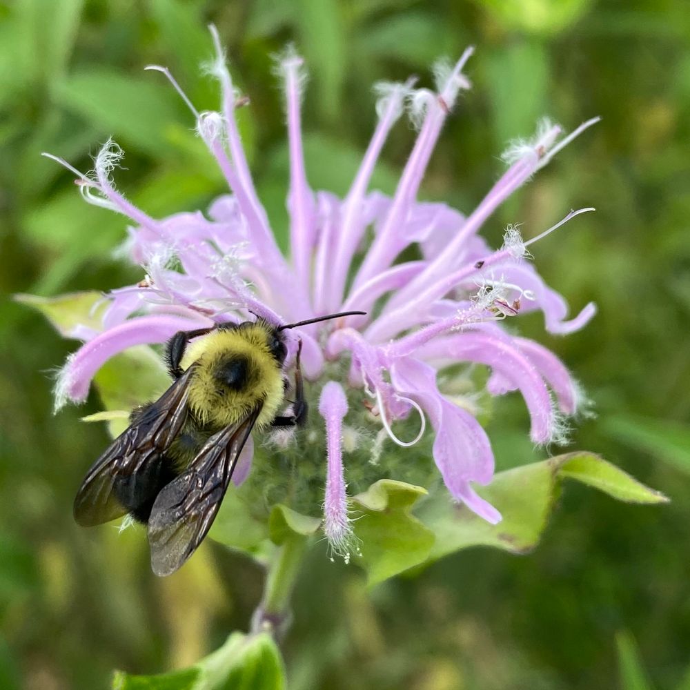 Bee on a Wild Bergamot flower