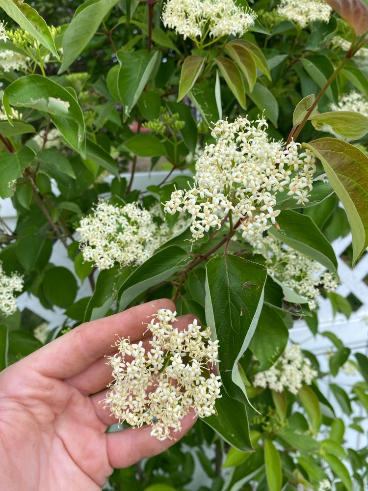 Close up of Gray Dogwood flowers. They still have the classic 4 white dogwood bracts, but the flowers are much smaller & occur in clusters
