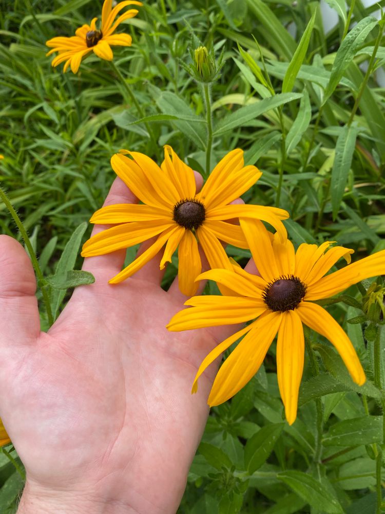 Black-eyed susans in bloom