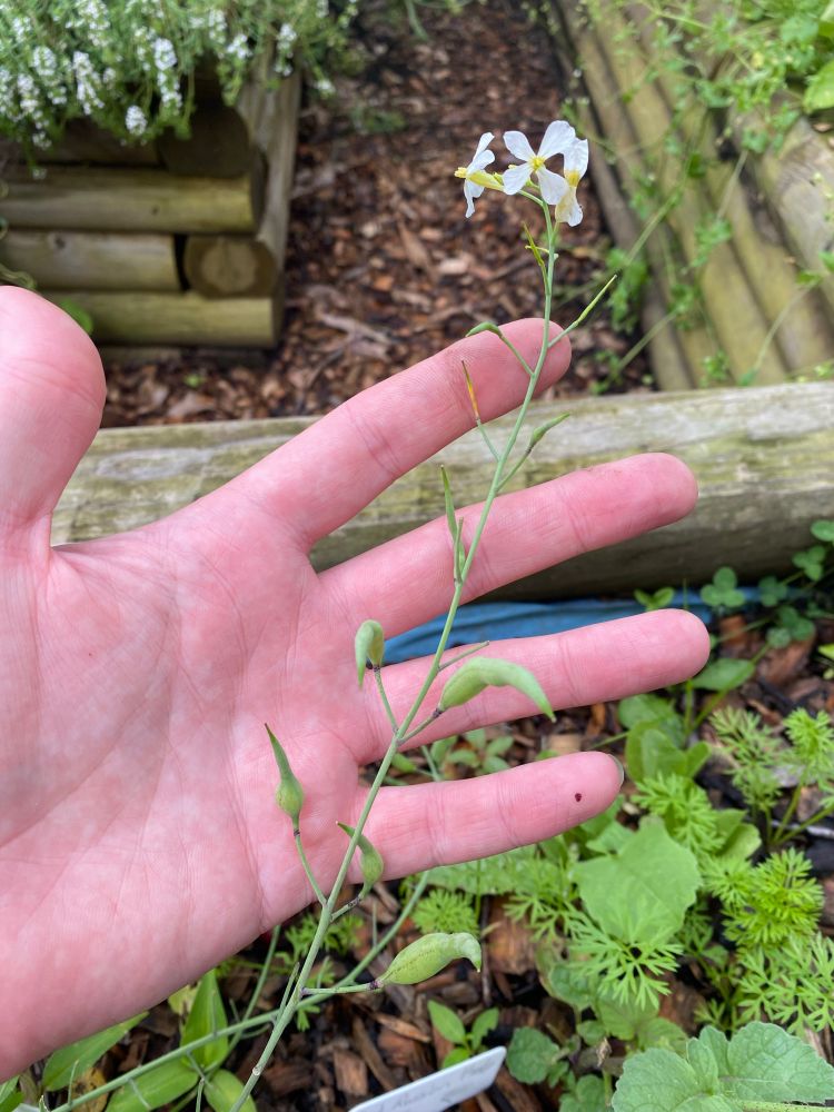 Bolted radish plant with both flowers & edible seed pods. Let pods dry out on the plant for mature seeds you can plant in fall or next spring