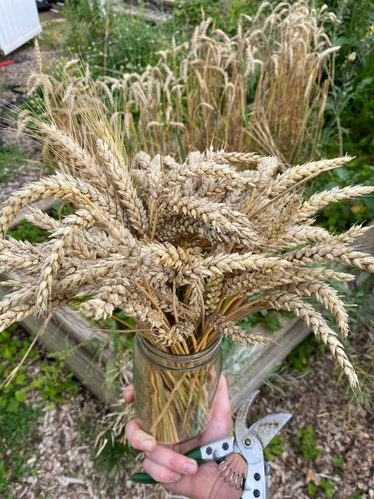 Cut wheat ready to dry for 7/10 days before cooking 
